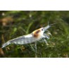 Neocaridina zhangjiajiensis  - Crevette Snow Ball * 