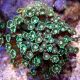 Alveopora spongiosa vert branchu 
