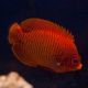 Centropyge Aurantia : 5-7 cm  387,50 €