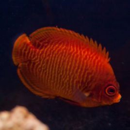 Centropyge Aurantia : 5-7 cm  387,50 €