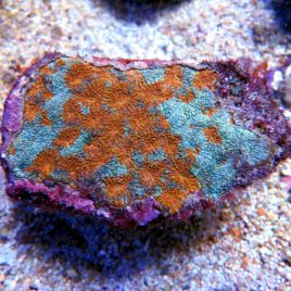 Goniastrea Orange et vert grade A 4-7 cm