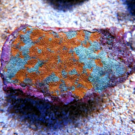 Goniastrea Orange et vert grade A 4-7 cm