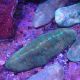 Herpolitha limax 10-15 cm 69,50 €