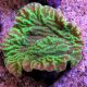 Merulina ampliata vert fluo culture Indo superbes 6-8 cm 57,50 €