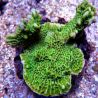 Montipora confusa vert 4 cm