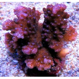 Pocillopora verrucosa rose foncé 5-7 cm