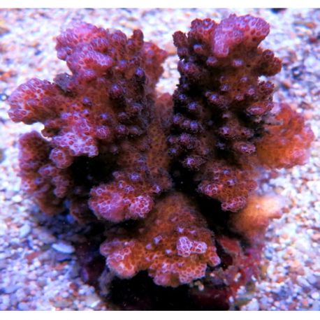 Pocillopora verrucosa rose foncé 5-7 cm 67,50 €