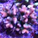 Stylophora pistillata rose 7-10 cm 49,50 €