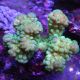 Pocillopora damicornis vert 7 cm 67,50 €