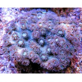 Turbinaria peltata 7-10 cm