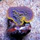 Turbinaria reniformis mauve a polypes jaunes 10 cm