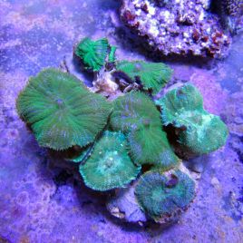 Rhodactis incohata vert (8-10 morphes) 69,50 €