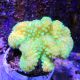 Pocillopora damicornis vert 7-10 cm 49,50 €
