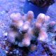 Stylophora pistillata rose 7-10 cm 49,50 €