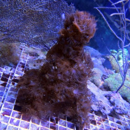 Acrozoanthus sp.-polyps en branche