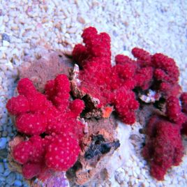 Nephthyigorgia sp.-corail chili rouge 5-7 cm