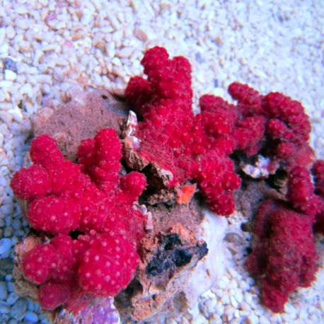 Nephthyigorgia sp.-corail chili rouge 5-7 cm