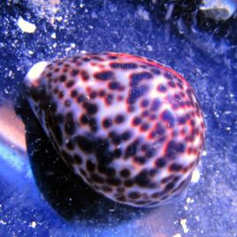 Cypraea tigris 6-10cm