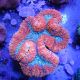 Lobophyllia hemprichii rouge et vert 10-12 cm