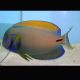 Acanthurus Fowleri 14-17 cm  185,00 €