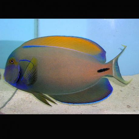 Acanthurus Fowleri 14-17 cm  185,00 €