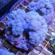Plerogyra simplex corail bulles branchu 6-9 cm