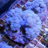 Plerogyra simplex corail bulles branchu 6-9 cm