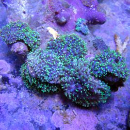 Rhodactis indosinensis-champignons chevelus verts (3-4 morphes)
