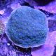 Echinopora lamellosa bleu a polypes verts 5-8 cm 47,50 €