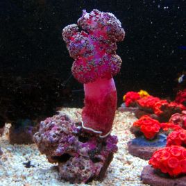 Dendronephthya sp.-corail carnation rouge ou mauve 6-7 cm 28,50 €