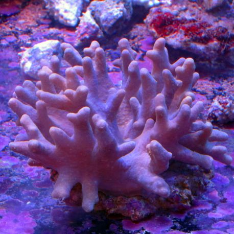 Sinularia polydactyla 7 cm 