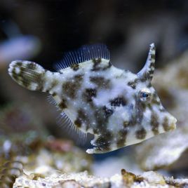 Acreichtys tomentosus 5-8 cm