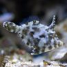 Acreichtys tomentosus 6-8 cm