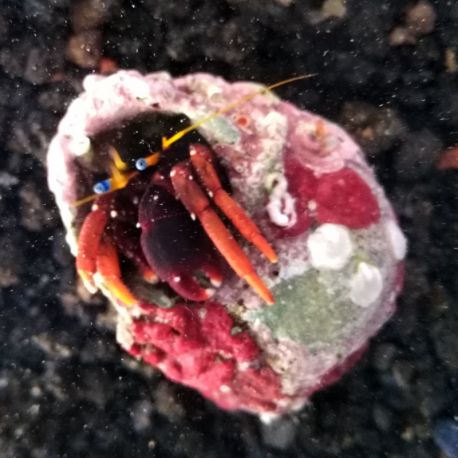 Calcinus tibicen  6,50 €