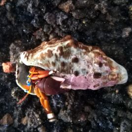 Calcinus laevinamus 2-3 cm