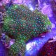 Zoanthus vert et orange 10-15 cm 69,50 €