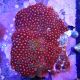 Zoanthus rouge et orange 8-13 cm 79,50 €