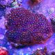Zoanthus rouge et bleu 8-13 cm 79,50 €