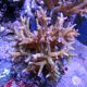 Seriatopora hystrix brun 4-6 cm 22,50 €