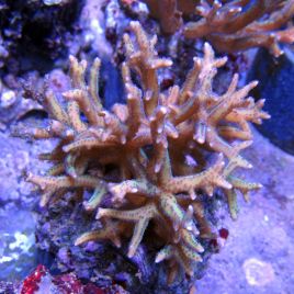 Seriatopora hystrix brun 6-8 cm
