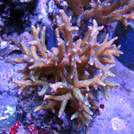 Seriatopora hystrix brun 4-6 cm 22,50 €