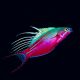 Paracheilinus cyaneus 4-7 cm 52,50 €
