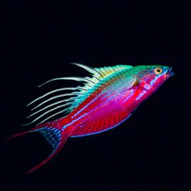 Paracheilinus cyaneus 4-7 cm 52,50 €