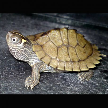 tortue graptemys kohnii lot de 2 aquariofil com