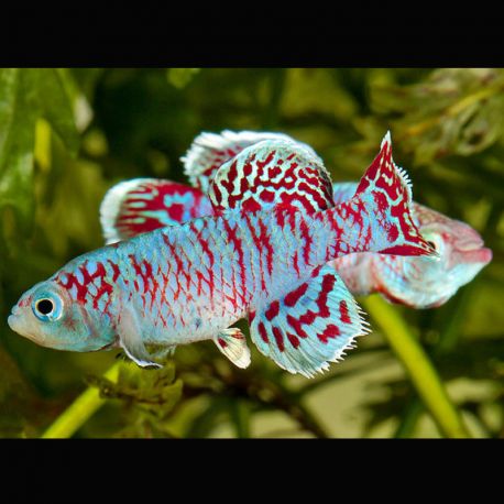 Nothobranchius Eggersi bleus le couple 3-4cm