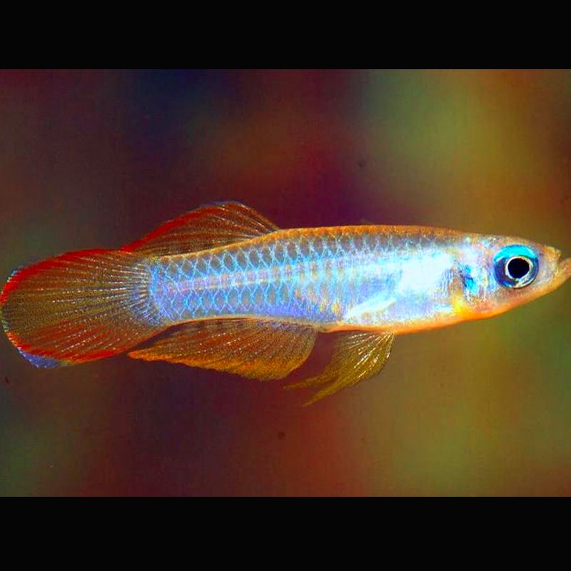 Killies (cyprinodontidés ovipares) Poropanchax normaniYeux bleus l...