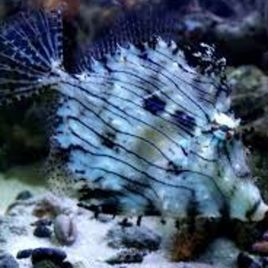 Chaetodermis penicilligerus : 12-15 cm  