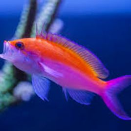 Pseudanthias Bicolor 7-9 cm
