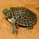 Tortue Pseudemys Hieroglyphica 19,50 €