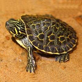 Pseudemys Hieroglyphica